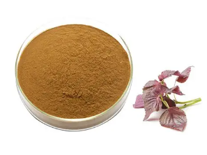 Perilla lapu pulveris 10: 1